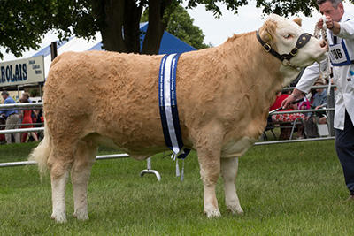 Read more about the article Williams Danielle 2nd takes reserve junior championship at Newark and Notts show