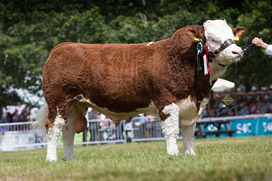 Read more about the article Williams Simmental team celebrate male and female success at Royal Welsh Show