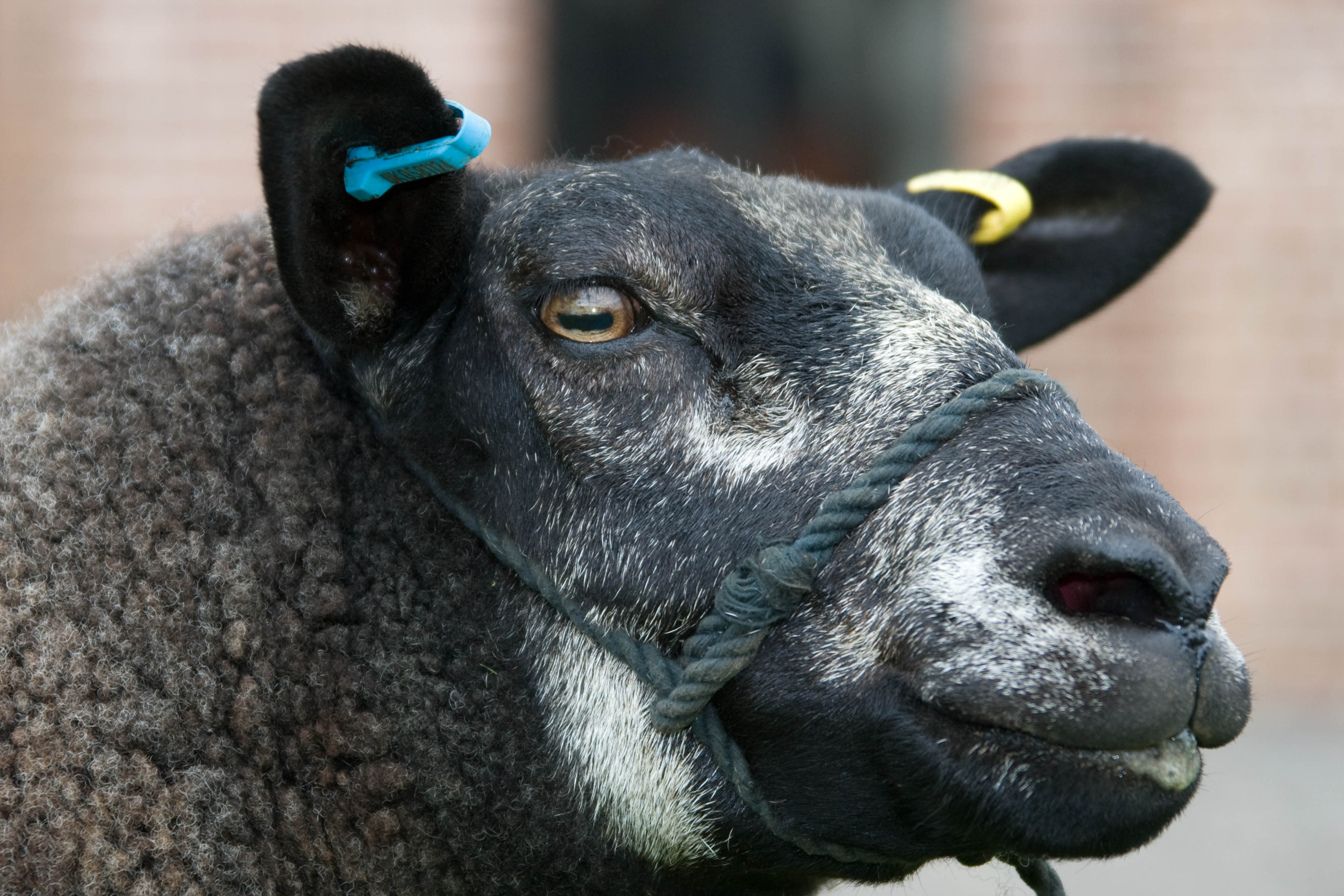 Read more about the article Williams Blue Texels introduce new female genetics
