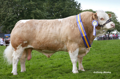 Read more about the article Success for Williams herds in south east herd competition
