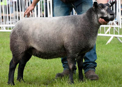 Read more about the article Success for Williams Blue Texels at East of England Show