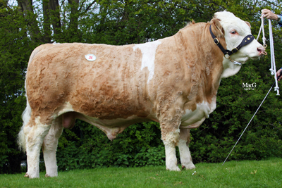 Read more about the article Williams Connolly sells for 3000gns at Newark Multi Breed