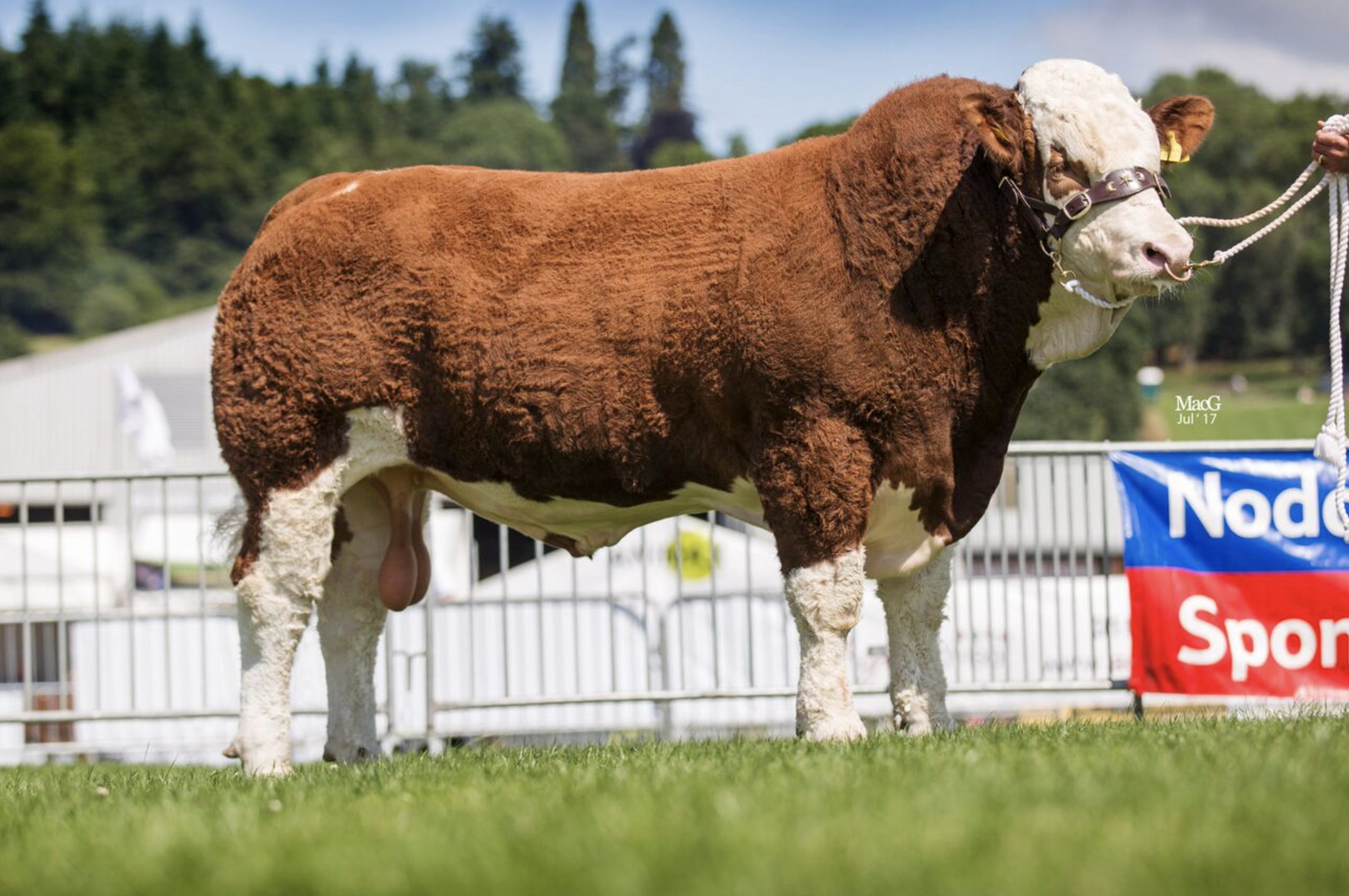 Read more about the article Royal Welsh reserve male success for Hogwarts