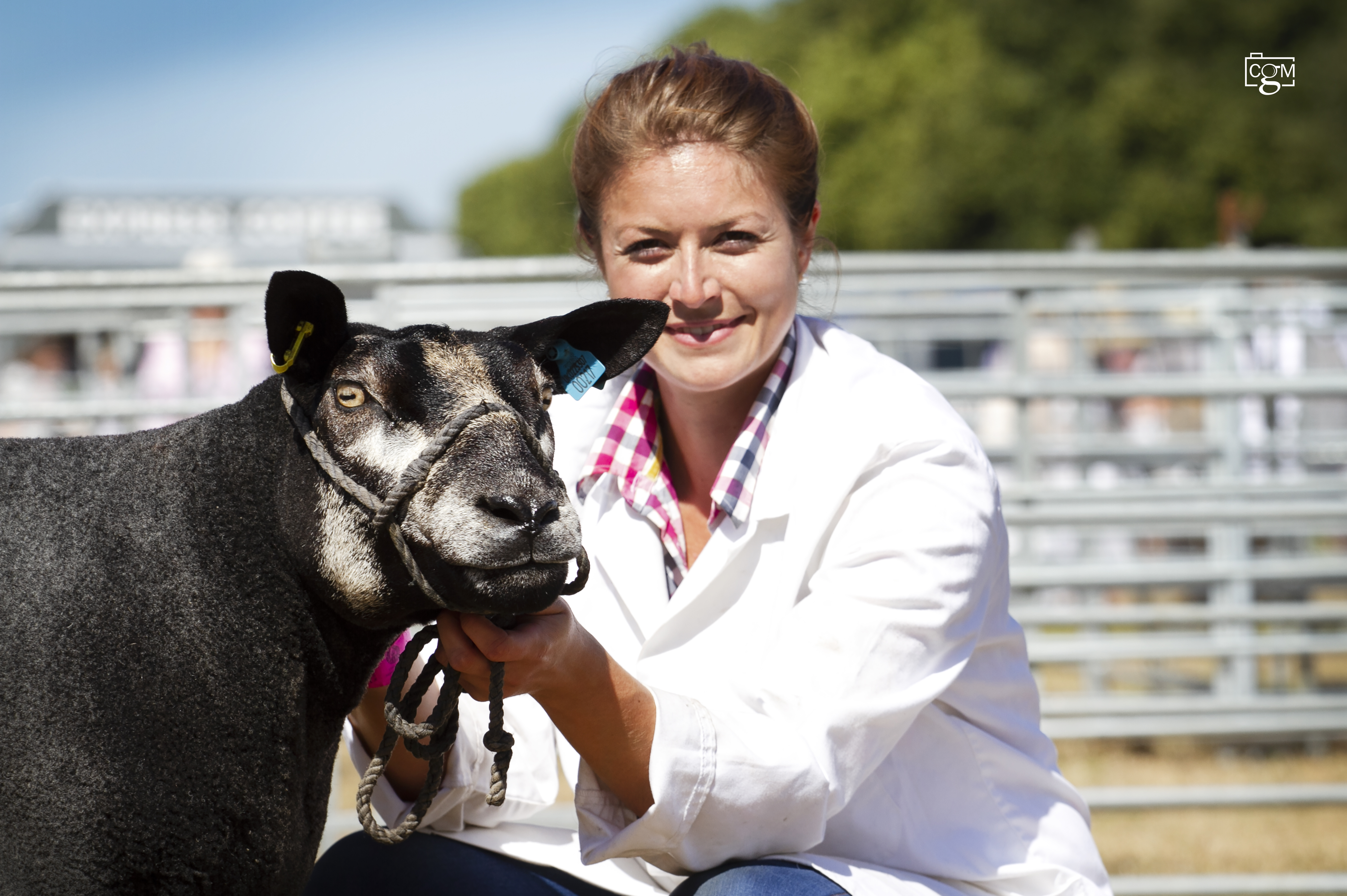 Read more about the article Blue Texel championship success at Royal Norfolk Show